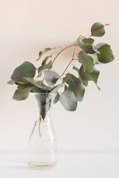 istock Delicate Large Flat-Leaf Eucalyptus Leaves in Bright Natural Light with a White Background 2013971739