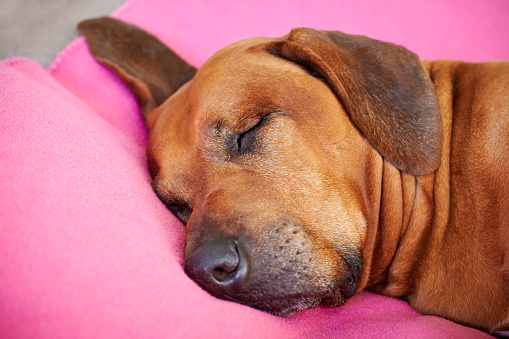Close-up dog sleeping on pink pillow