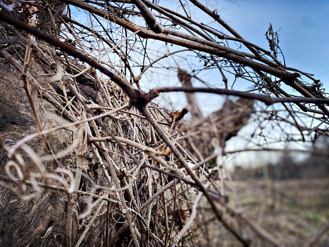 Dried Vines among a Stick Pile