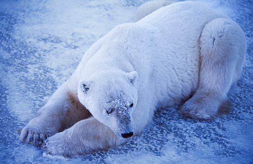 Lone polar bear (Ursus maritimus) resting on frozen body of water on the shore of Hudson Bay.\n\nTaken in Churchill, Manitoba, Canada