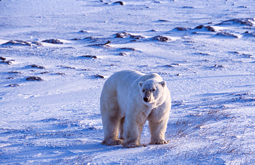 Young female polar bear standing on frozen Arctic tundra