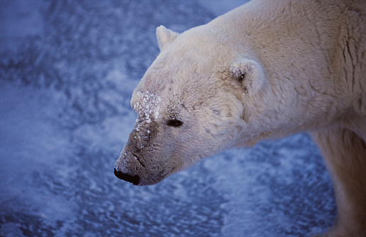 Large wild animal polar bear in the zoo