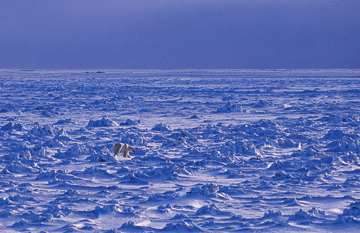 One wild polar bear (Ursus maritimus) walking across the snow covered pack ice towards the Hudson Bay.