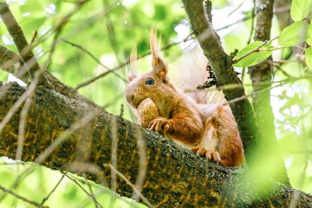 istock The squirrel with nut sits on a branches in the spring or summer. 2013990099