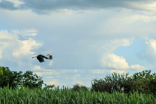 A beautiful white stork in flight with grass for a nest on the background of a cloudy sky. Portrait of a flying bird.