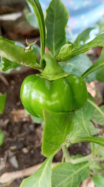 istock Close up view of green paprica 2013992827