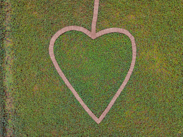 Wooden heart path on the lotus lake.