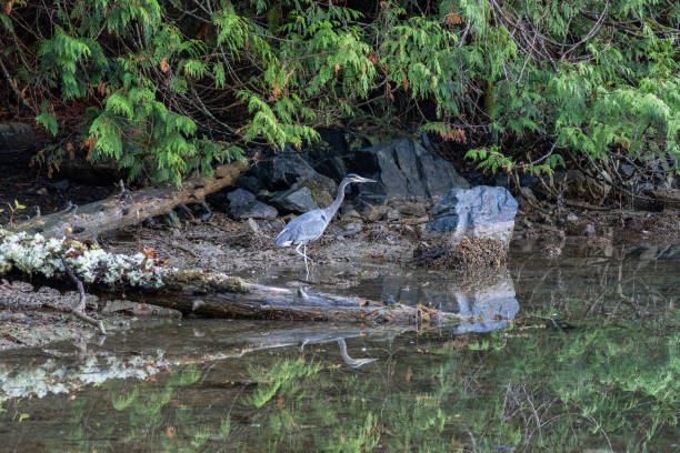 A bird taking off from the water's surface with its body reflected in the water