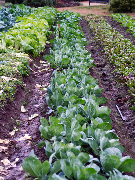istock Rows Of Vegetables On Small Farm With Mud Between 2014024400