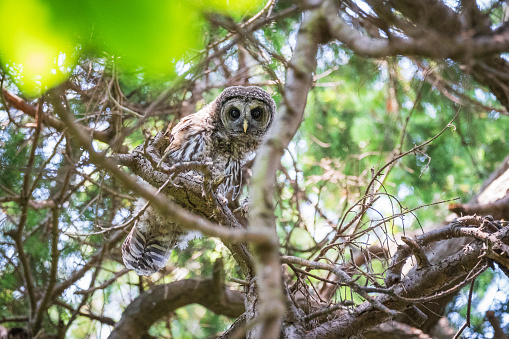 Barred Owl in a tree looking at viewer in Beacon Hill Park in Victoria, BC.