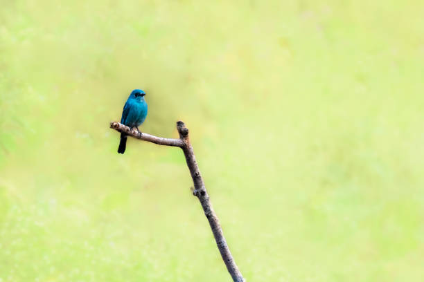 3d blue bird front view bringing message on white background, isolated