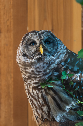 Barred Owl in captivity looking at viewer in BC.