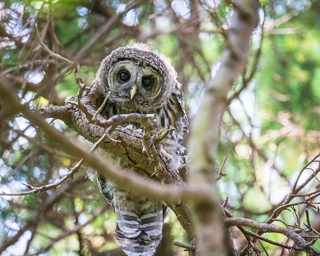 Barred Owl in a tree looking at viewer in Beacon Hill Park in Victoria, BC.