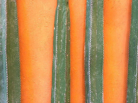 Four candelabra tree cactus (euphorbia ingens) against a vibrant orange-yellow background. Shot in Oaxaca, Mexico.