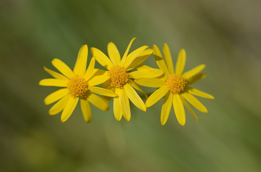 A trio of yellow daisies