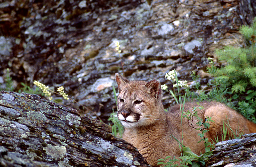 Large female mountain lion posing on a fallen birch during the peak color of a Minnesota Autumn.