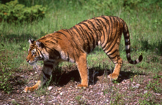 A tiger walks in green grass