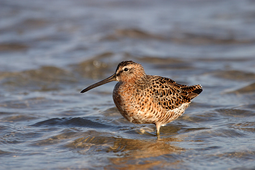 Long-billed Dowitcher, Limnodromus scolopaceus, on the tidal flats of Fort De Soto State Park, Florida.