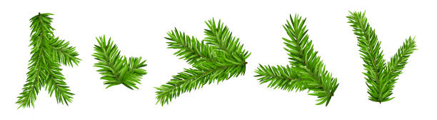 ilustrações de stock, clip art, desenhos animados e ícones de pine tree branch isolated fir vector decoration xmas green background evergreen transparent spruce - christmas tree branch