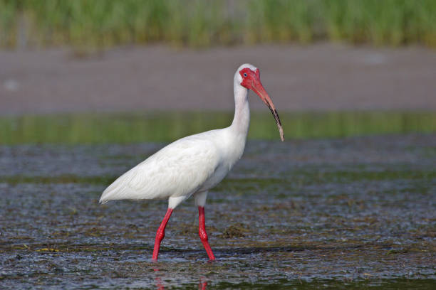 istock White Ibis, Eudocimus alba, at Fort De Soto State Park, Florida. 2014142665