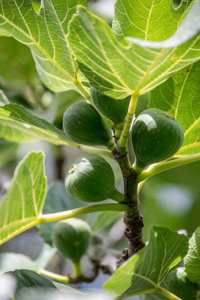 istock figs on the branch of the fig tree 2014144758