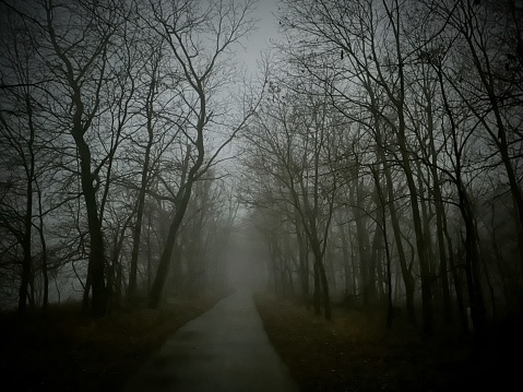Trees along foggy path