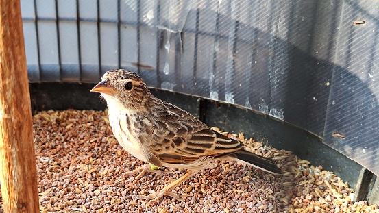 The Javanese Branjangan or Horsfield or Mirafra Javanica is a species of passerine bird originating from Australia and Southeast Asia.