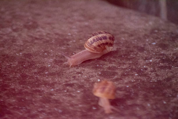 Closeup of a land snail