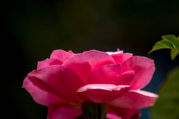 Closeup of a rose