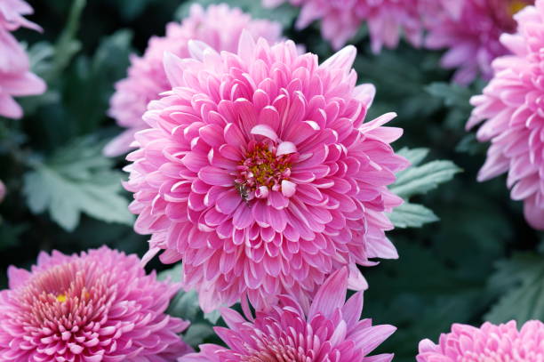 istock Pink Chrysanthemum Flowers Close-up 2014157769