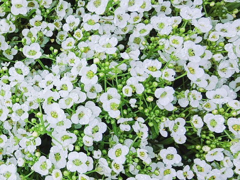 a close-up of a cluster of white Sweet Alyssum flowers. Top view. Flower pattern background.