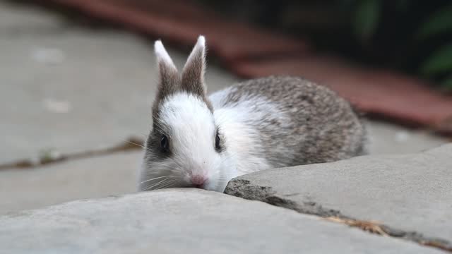Wild cotton tail rabbit