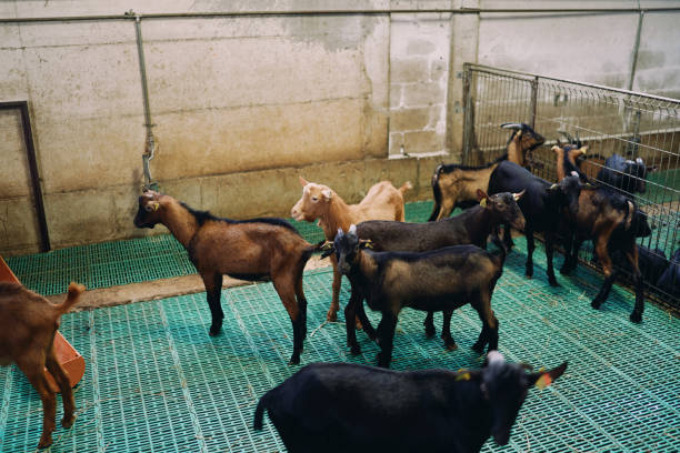 istock Brown and black goats walk on a green cellular floor in a paddock at a farm 2014223911