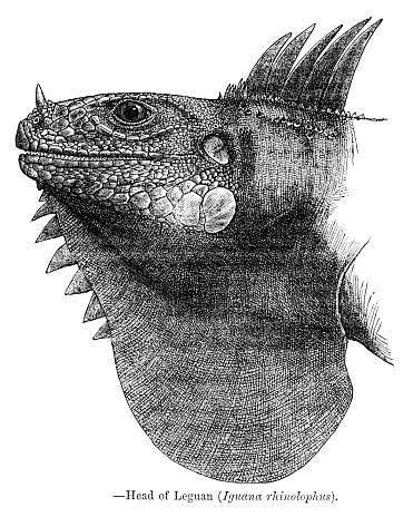 Iguana head engraving 1881