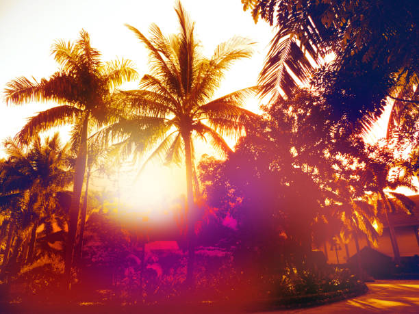 Blurred breathtaking sunset scenery. Coconut palm tree under orange  sky. Vintage background. Travel card. Vintage coloring effect