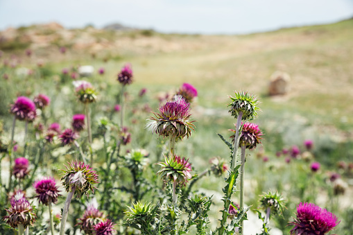 A thistle blooming in a meadow.