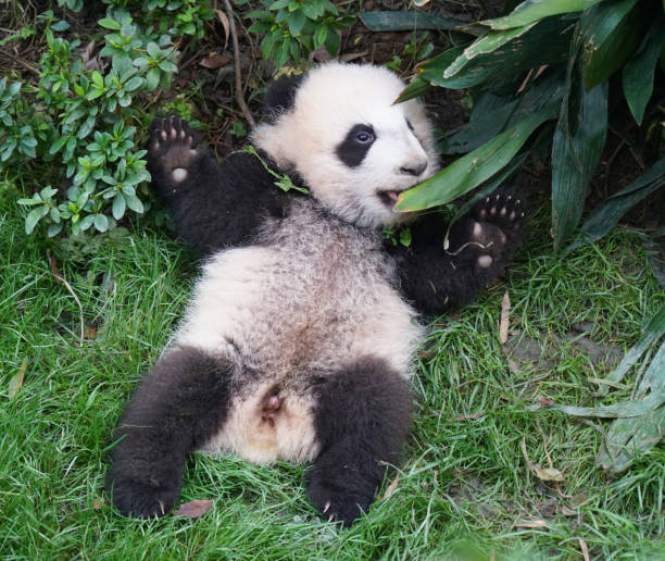 Giant Panda of Sichuan, China. Chinese National symbol
