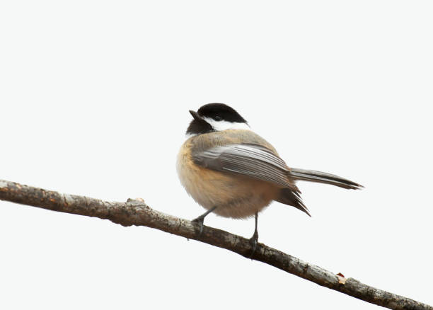 istock close up on black capped chickadee bird isolated on white background 2014268732