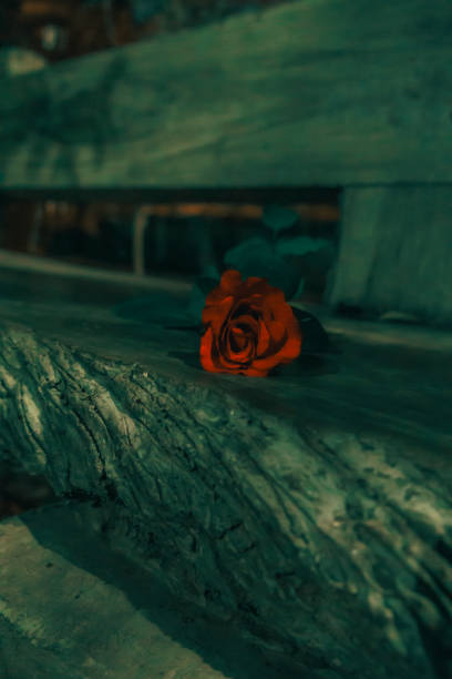CinematicRed rose on valentine day