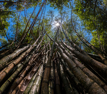 Bamboo grove (Bambusa vulgaris) inside the Forest, in Brazil. Bamboo is widely used in decoration and construction.
