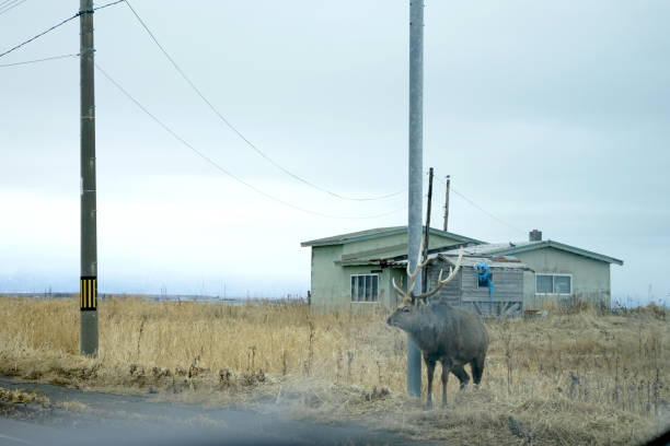 istock Ezo deer in Hokkaido 2014308557