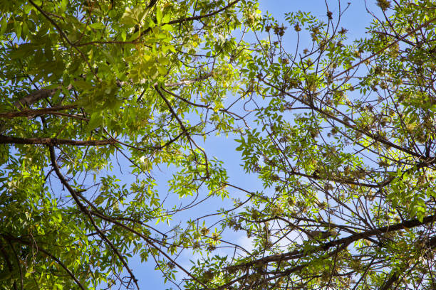 Looking up at natural frame of treetops in early summer against blue sky.
