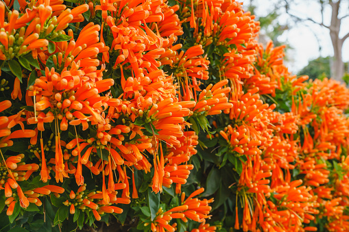 Flame vine (Pyrostegia venusta) dazzles with dense clusters of bright orange flowers