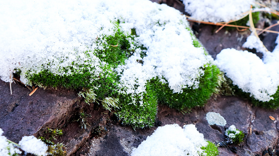 Green moss on black stone with white snow on moss.
