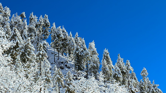 Winter landscape with snowy trees on a mountain. Beautiful winter landscape with snow-covered trees. Sunny cold day in winter season.