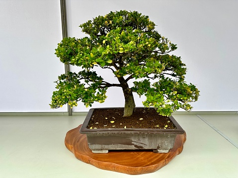 Photo of beautiful bonsai in the pot