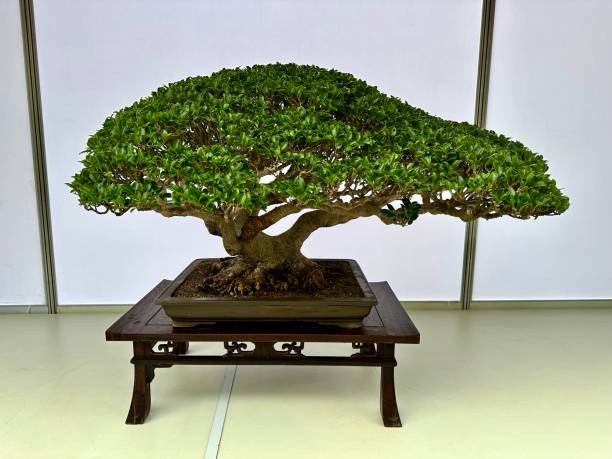 Adult woman carefully pruning a small bonsai tree. Focusing on gardening as a creative hobby and art form