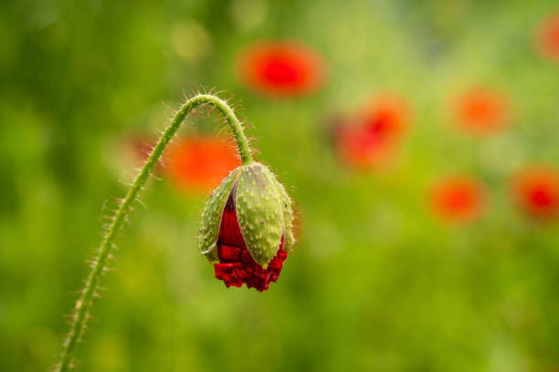 Closeup of common poppy flower bud.