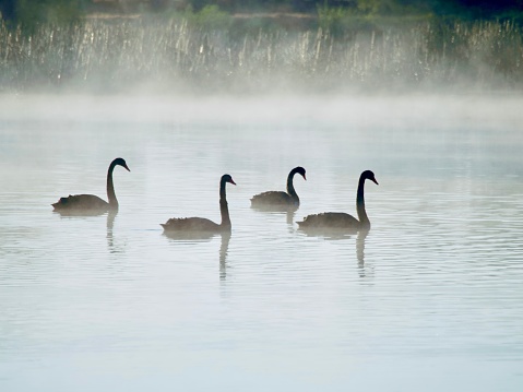 Horizontal landscape photo of four black swans swimming together in a row on the calm waters of Dangar’s Lagoon, a wildlife reserve near Armidale, New England high country, NSW