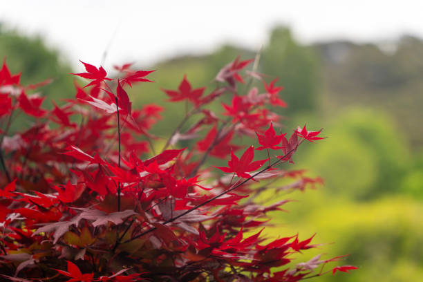 Vibrant red Japanese maple leaves.